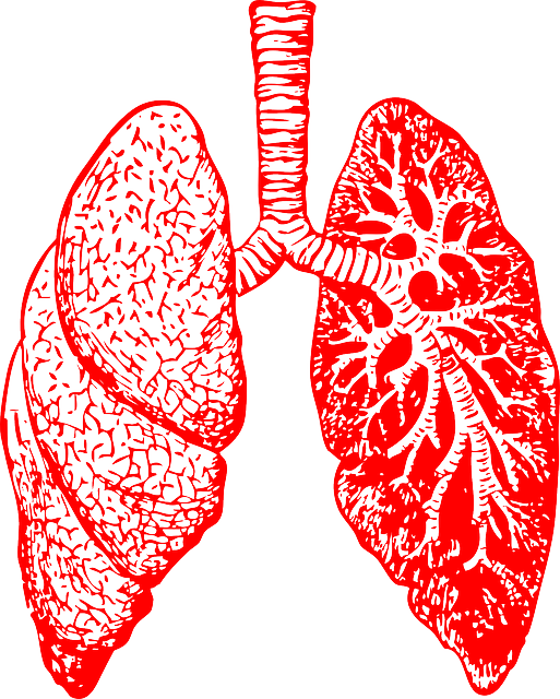 lungs-297492_640.png